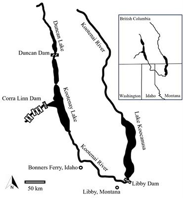 An evaluation of fin ray microchemistry to describe movement of White Sturgeon in the Kootenai River basin: insights and limitations